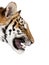 Close-up profile of Bengal tiger snarling