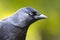 Close up profile of a black jackdaw
