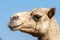 Close-up profile of a desert dromedary camel facial expression in the Middle East in the United Arab Emirates with a llot of flies