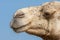 Close-up profile of a desert dromedary camel mouth and facial expression in the Middle East in the United Arab Emirates with a