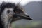 Close-up profile of the face of an Emu housed at Ostrichland in Buellton, California