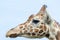 Close up profile of giraffe