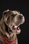 Close-up profile of gray shar pei female dog with open mouth, red collar, on black background,