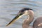 Close up profile on Great Blue Heron, water background