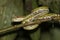 Close Up Profile Green Eyelash Pit Viper Snake with Mosquito on