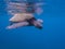 Close Up Profile Green Sea Turtle in Blue Ocean