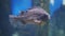 Close-up of profile of grey beautiful fish swimming in aquarium water.