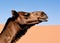 A close up profile headshot of a camel in a desert