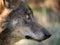 Close-up profile of iberian wolf Canis lupus signatus