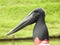 Close-up profile of jabiru stork