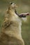 Close-up profile of Lioness yawning