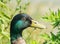 Close up profile of male mallard duck