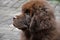 Close Up Profile of a Newfoundland Puppy Dog