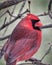 Close up profile Northern Cardinal