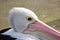 Close up profile of a Pelican