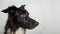 Close up profile portrait of adorable purebred Border Collie looking away curious isolated on gray background with copy space.