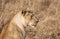 Close up profile portrait of head of female lion, Panthera leo, from the Sand River or Elawana Pride with tall grass of Masai Mara