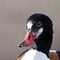 A close-up profile portrait of a juvenile female Shelduck (Tadorna tadorna).