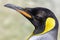 Close up profile portrait of king penguin