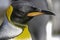 Close up profile portrait of king penguin.Animal head only