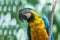 Close-up profile portrait of a macaw parrot