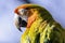 Close up profile portrait of scarlet macaw parrot