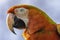 Close up profile portrait of scarlet macaw red parrot.Animal head only
