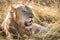 Close up profile portrait of young adult male lion with tall grass around his backlit head