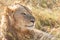 Close up profile portrait of young adult male lion with tall grass around his backlit head