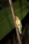 Close Up Profile Red Eyed Tree Frog in Nighttime Jungle