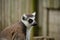 Close Up Profile of Ring-Tailed Lemur Face. Horizontal.