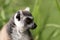 Close up profile of ring tailed lemur with grass background