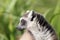 Close up profile of ring tailed lemur looking round with grass background