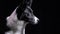 Close up profile shot of a border collie dog with short fur, slow motion