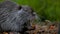 close-up profile shot of a coypu rodent eating some fruit