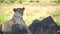 close up profile shot of a lioness watching her territory at serengeti national park from a termite mound