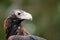 Close up profile shot of Wedge-Tailed Eagle - head, eye and beak