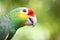 close-up profile shot of a yellow-faced parrot. Green background out of focus