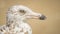 Close up profile of a spotted seagull head