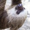 Close Up Profile Two Toed Sloth Bright Eyes