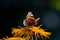 Close-up profile view of a beautiful Vanessa atalanta butterfly perched atop a bright yellow flower