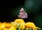 Close-up profile view of a beautiful Vanessa atalanta butterfly perched atop a bright yellow flower