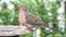 Close up Profile View of Mourning Dove