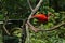 Close-up profile view of a scarlet ibis perching on the branch in the greenery