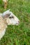 Close-up profile of a white sheep, portrait of livestock on the background of a green meadow