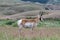Close Up of Pronghorn