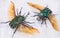 Close-up of Pronghorn Beetle lat. Chelorrhina polyphemus , Buru