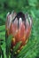 Close up of a Protea