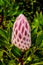 Close Up of Protea Flower Buds along the Franschhoek Pass in the Western Cape