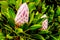 Close Up of Protea Flower Buds along the Franschhoek Pass in the Western Cape